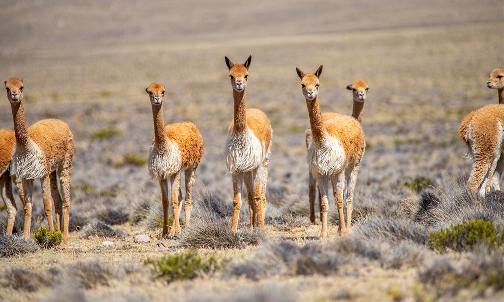 Opera Beds Vicuña Luxury Adjustable Mattress - Handcrafted Natural Wool & Silk Mattress - Detail View 4